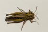 Stenobothrus stigmaticus